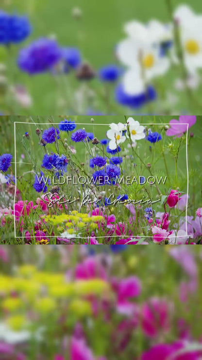 Wildflower Meadow | Extract & Essential Oil Infused | Candles & Melts